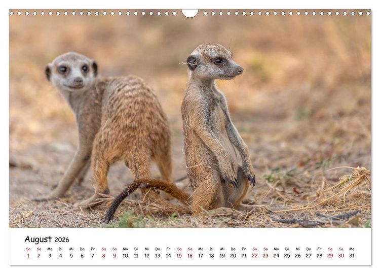 Produktbild: Afrikas kleine Stars (Wandkalender 2026 DIN A3 quer), CALVENDO Monatskalender
