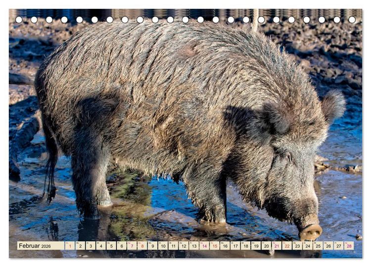 Produktbild: Unverwechselbar - Wildschwein (Tischkalender 2026 DIN A5 quer), CALVENDO Monatskalender