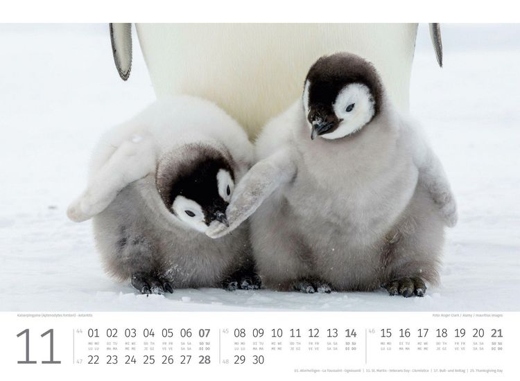 Produktbild: Pinguine Kalender 2027