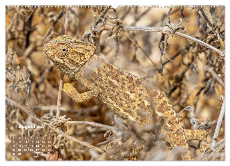Produktbild: Cham&auml;leon: Die farbenfrohe Welt der Reptilien (Wandkalender 2027 DIN A2 quer), CALVENDO Monatskalender