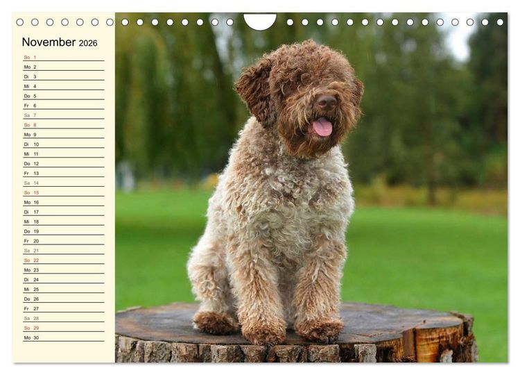 Produktbild: Lagotto Romagnolo - Italienischer Tr&uuml;ffelhund (Wandkalender 2026 DIN A4 quer), CALVENDO Monatskalender