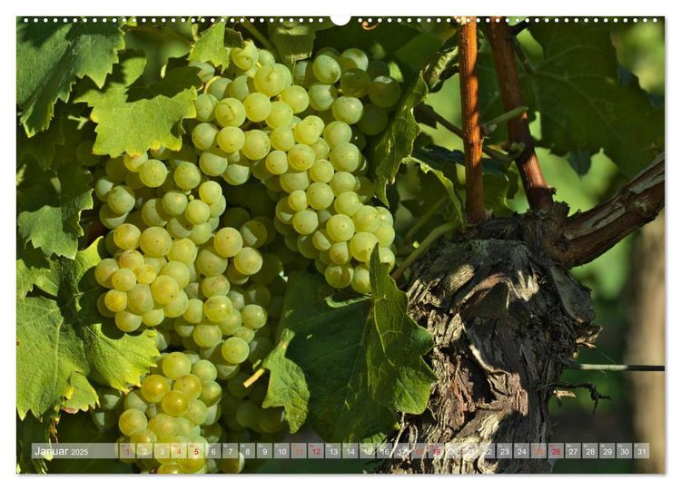 Produktbild: Wein- und Rebsorten aus Rheinland-Pfalz (hochwertiger Premium Wandkalender 2025 DIN A2 quer), Kunstdruck in Hochglanz