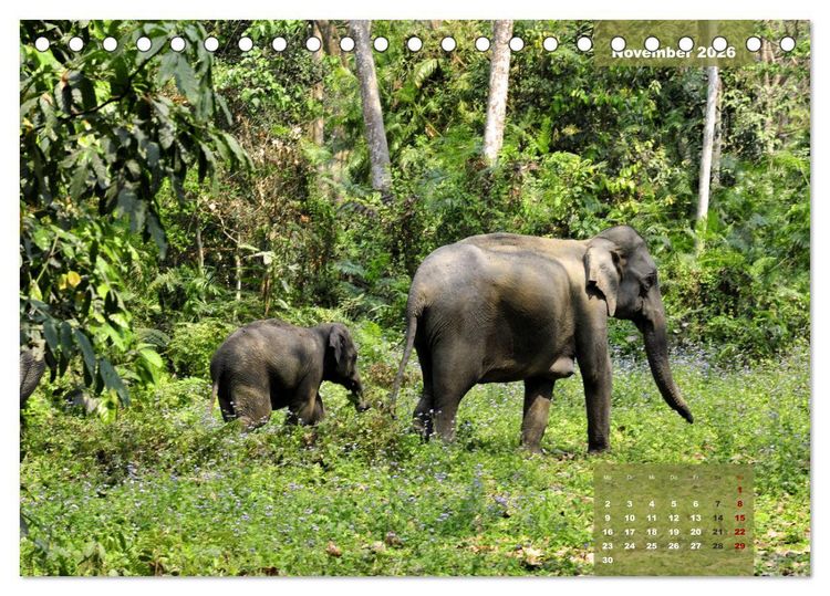 Produktbild: Wilde Tiere Indiens (Tischkalender 2026 DIN A5 quer), CALVENDO Monatskalender