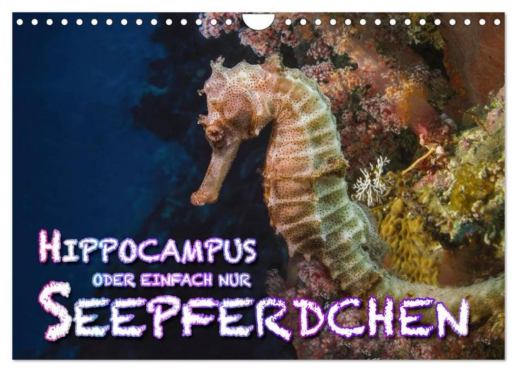 Produktbild: Hippocampus oder einfach nur Seepferdchen (Wandkalender 2026 DIN A4 quer), CALVENDO Monatskalender