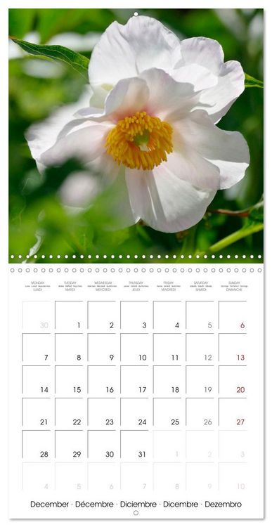 Produktbild: Peonies as painted (Wall Calendar 2026 12 &times; 12 Inch) CALVENDO 12 Month Wall Calendar