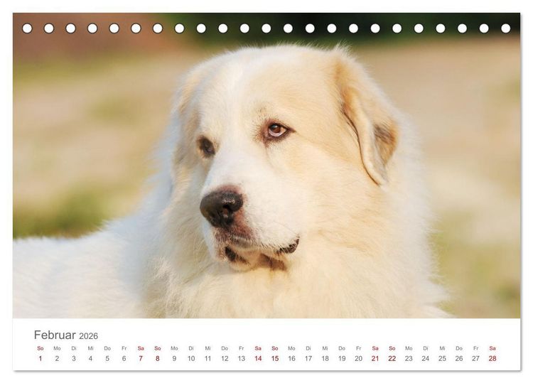 Produktbild: Pyren&auml;enberghunde (Tischkalender 2026 DIN A5 quer), CALVENDO Monatskalender