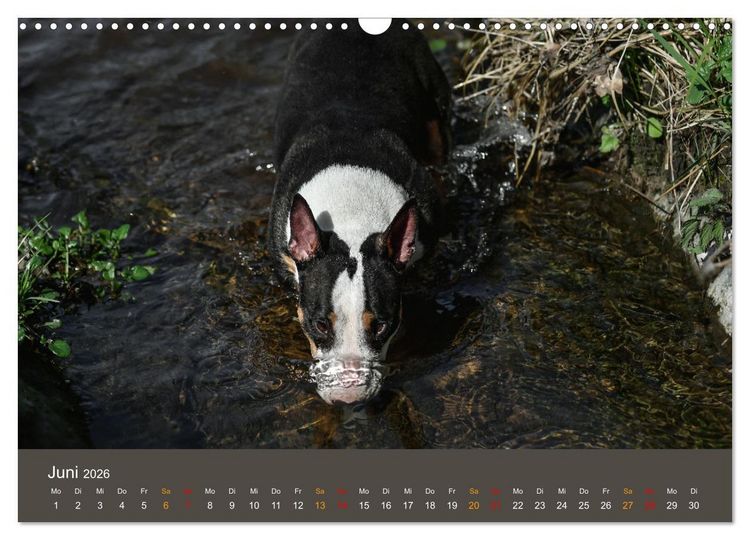 Produktbild: Bullterrier, liebenswerte Sturk&ouml;pfe (Wandkalender 2026 DIN A3 quer), CALVENDO Monatskalender