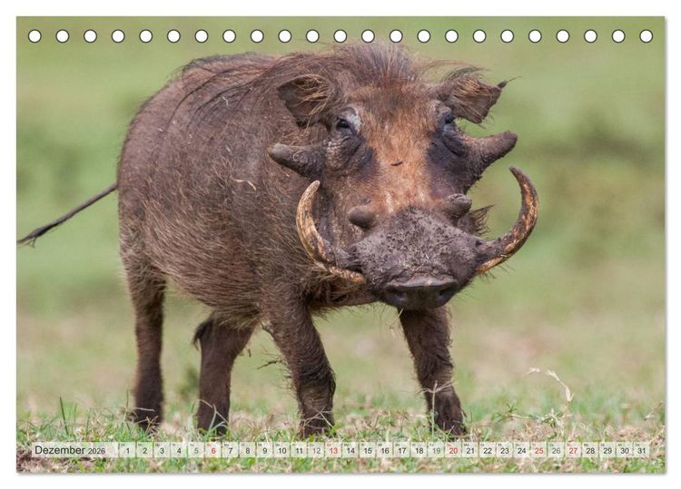 Produktbild: Emotionale Momente: Afrika Wildlife Part 2 / CH-Version (Tischkalender 2026 DIN A5 quer), CALVENDO Monatskalender