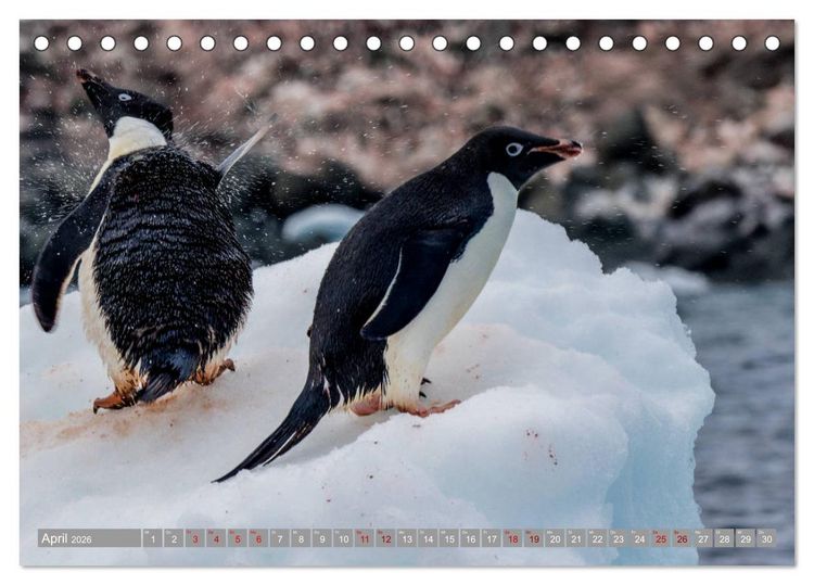 Produktbild: Einfach liebenswert diese Pinguine (Tischkalender 2026 DIN A5 quer), CALVENDO Monatskalender