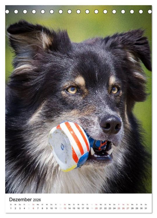 Produktbild: Australian Shepherd &ndash; Mit dem Aussie unterwegs (Tischkalender 2026 DIN A5 hoch), CALVENDO Monatskalender
