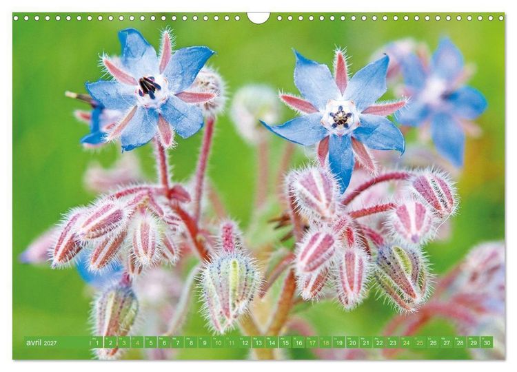 Produktbild: Fleurs du jardin aromatique (Calendrier mural 2027 DIN A3 vertical), CALVENDO calendrier mensuel