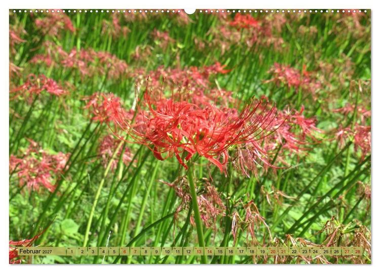 Produktbild: Die Natur Japans (hochwertiger Premium Wandkalender 2027 DIN A2 quer), Kunstdruck in Hochglanz