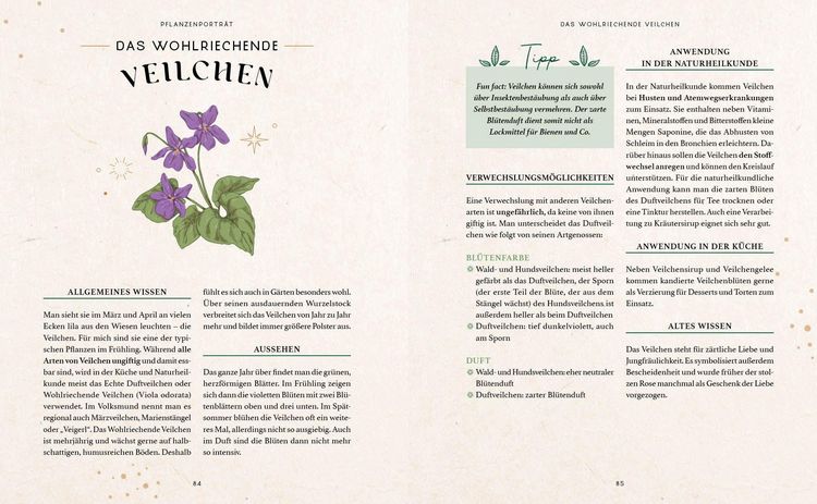 Produktbild: Zaubernuss und Waldmagie &ndash; Naturmomente f&uuml;r deine Seele