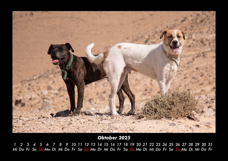 Produktbild: Hundezauber 2025 Fotokalender DIN A3