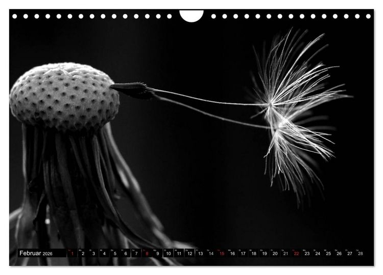 Produktbild: Pusteblume - Impressionen in schwarzwei&szlig; (Wandkalender 2026 DIN A4 quer), CALVENDO Monatskalender