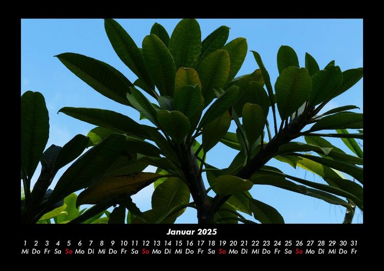 Produktbild: B&auml;ume 2025 Fotokalender DIN A3