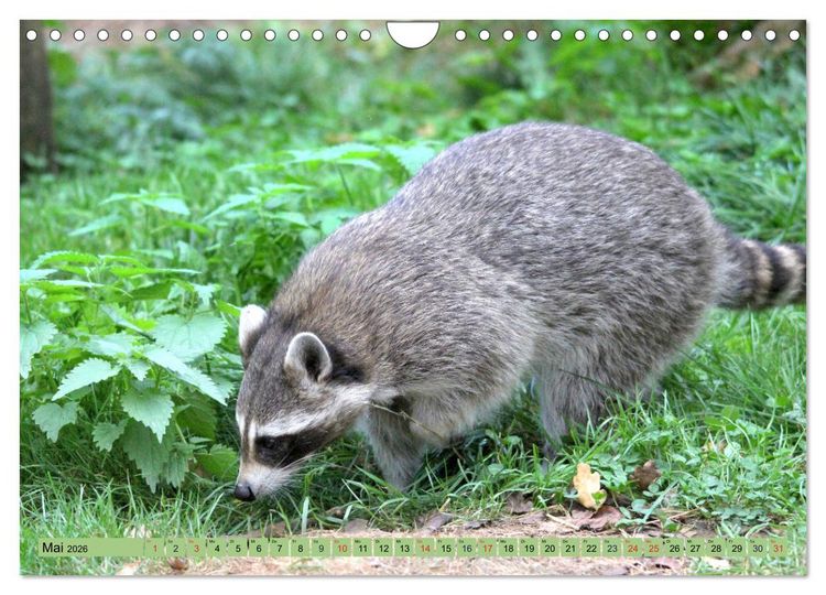 Produktbild: Der Waschb&auml;r - Der Maskentr&auml;ger in unseren W&auml;ldern (Wandkalender 2026 DIN A4 quer), CALVENDO Monatskalender