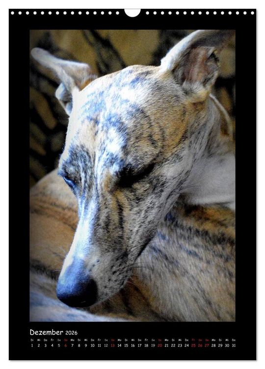 Produktbild: Ein Whippet wird erwachsen (Wandkalender 2026 DIN A3 hoch), CALVENDO Monatskalender