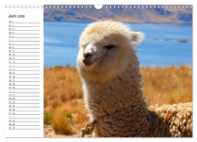 Produktbild: Alpakas und Lamas (Wandkalender 2026 DIN A3 quer), CALVENDO Monatskalender