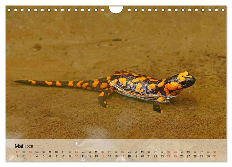 Produktbild: Kleine Reptilien (Wandkalender 2026 DIN A4 quer), CALVENDO Monatskalender