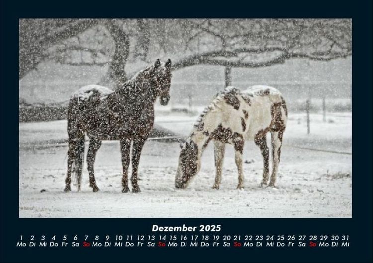 Produktbild: Die Welt der Pferde 2025 Fotokalender DIN A4