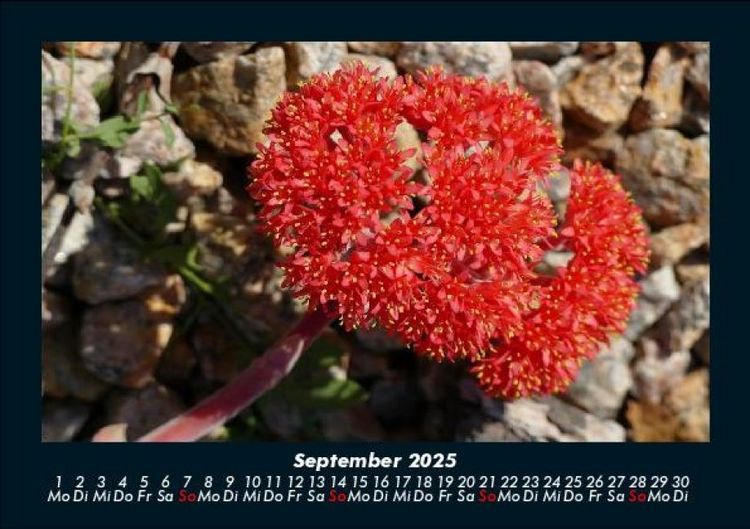 Produktbild: Blumenkalender 2025 Fotokalender DIN A5