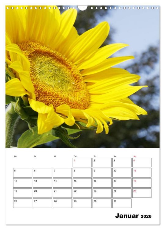 Produktbild: Leuchtende Sonnenblumen (Wandkalender 2026 DIN A3 hoch), CALVENDO Monatskalender
