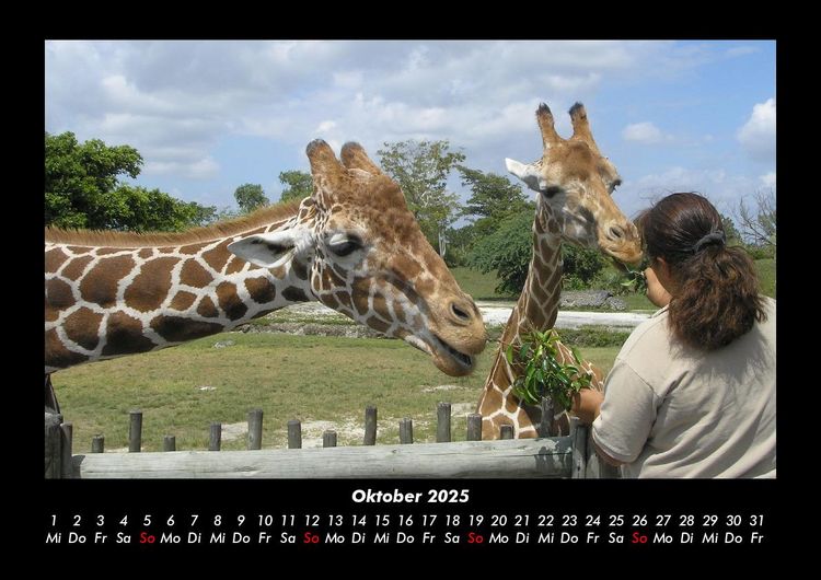 Produktbild: Giraffen 2025 Fotokalender DIN A3