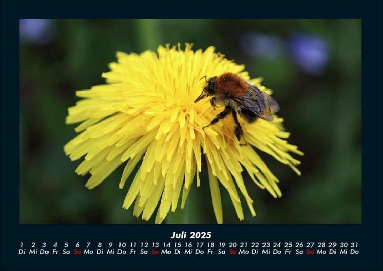 Produktbild: Bien 2025 Fotokalender DIN A4