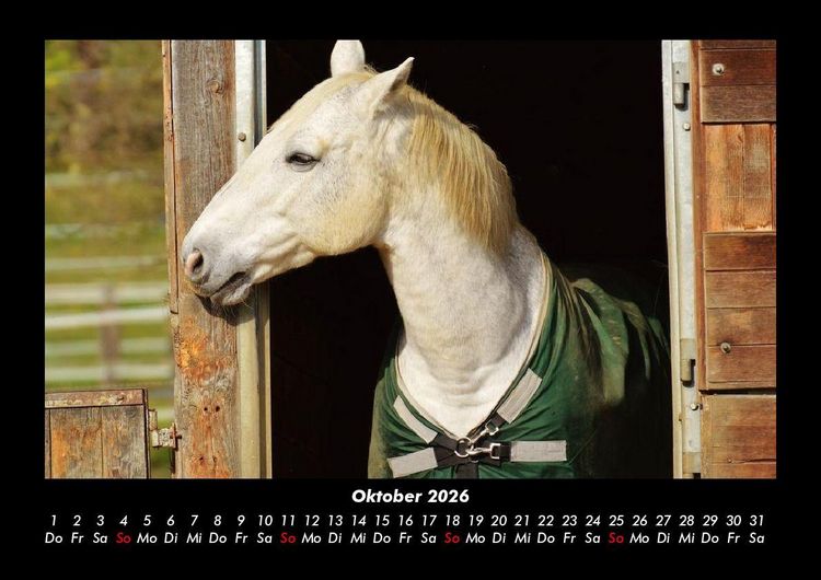 Produktbild: Pferde Kalender 2026 Fotokalender DIN A3