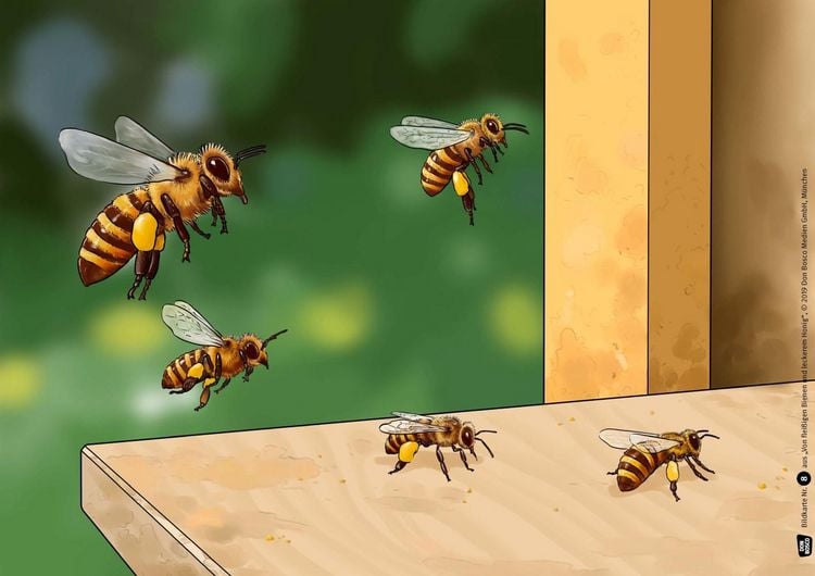 Produktbild: Von flei&szlig;igen Bienen und leckerem Honig. Kamishibai Bildkartenset