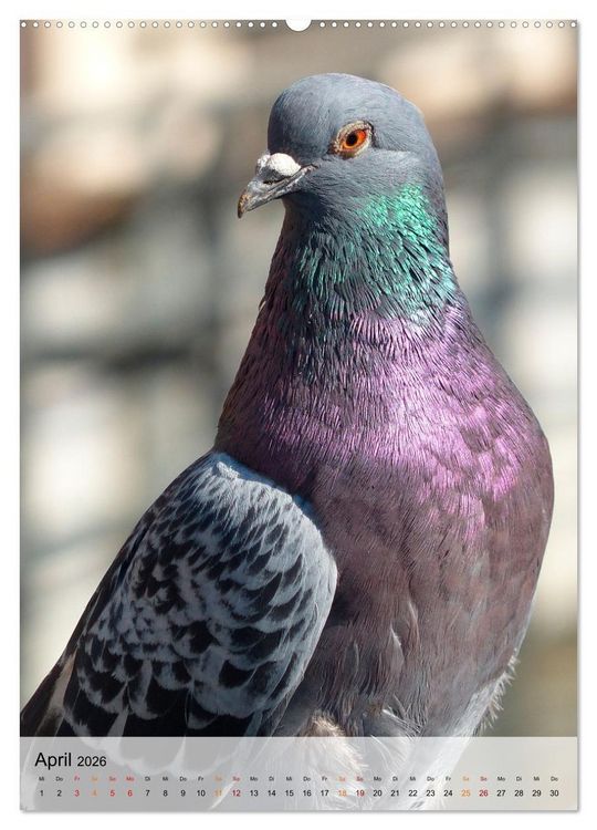 Produktbild: V&ouml;gel - gefiederte Freunde in unserer Natur (Wandkalender 2026 DIN A2 hoch), CALVENDO Monatskalender