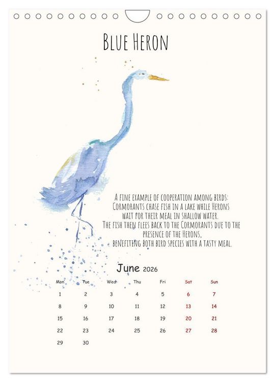 Produktbild: Symbiosis, the story of collaborations in nature (Wall Calendar 2026 DIN A4 portrait), CALVENDO 12 Month Wall Calendar