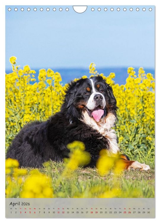 Produktbild: Berner Sennenhund - Ein Hund f&uuml;r alle F&auml;lle (Wandkalender 2026 DIN A4 hoch), CALVENDO Monatskalender