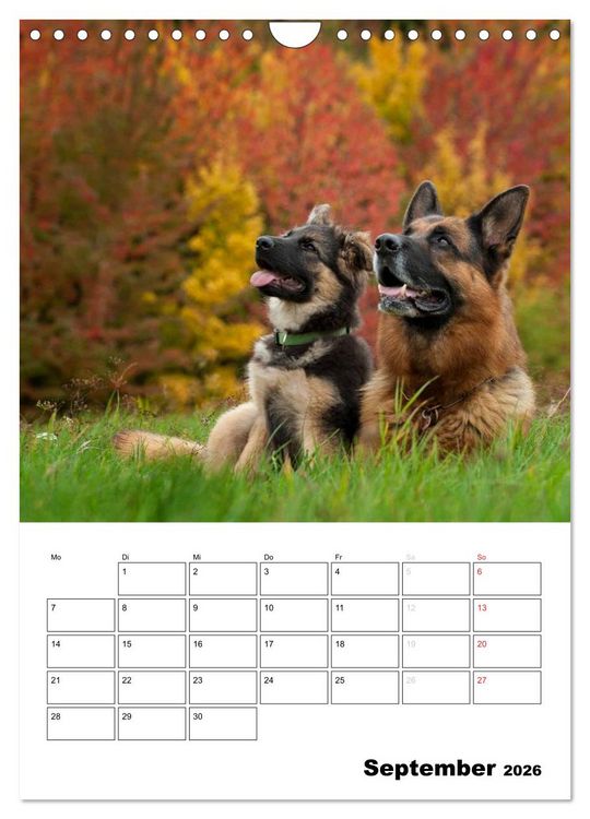 Produktbild: Deutsche Sch&auml;ferhunde - Seelentr&ouml;ster auf vier Pfoten (Wandkalender 2026 DIN A4 hoch), CALVENDO Monatskalender