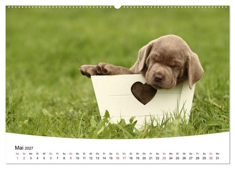 Produktbild: Labrador Welpen - Labrador Puppies (hochwertiger Premium Wandkalender 2027 DIN A2 quer), Kunstdruck in Hochglanz
