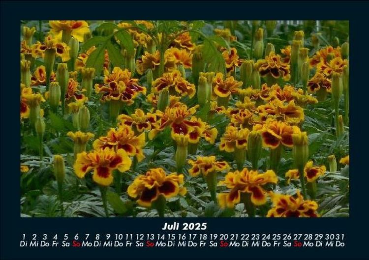 Produktbild: Pflanzen und Bl&uuml;ten 2025 Fotokalender DIN A5