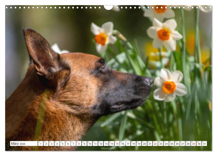 Produktbild: Malinois - belgischer Sch&auml;ferhund (Wandkalender 2026 DIN A3 quer), CALVENDO Monatskalender