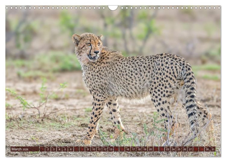 Produktbild: Amazing Cheetahs (Wall Calendar 2026 DIN A3 landscape), CALVENDO 12 Month Wall Calendar
