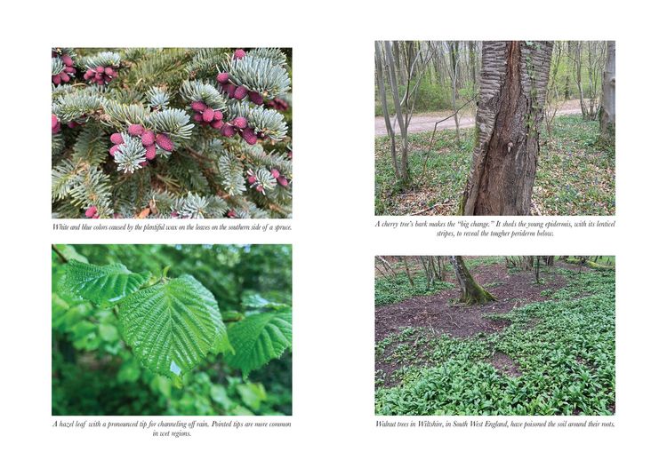 Produktbild: How to Read a Tree
