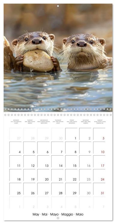 Produktbild: Cute Otter Moments (Wall Calendar 2026 12 &times; 12 Inch) CALVENDO 12 Month Wall Calendar