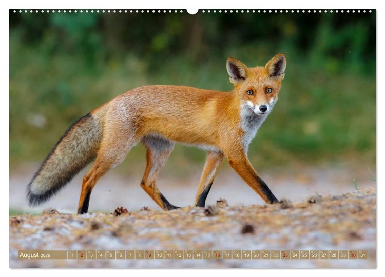 Produktbild: Wilder Dar&szlig; - Fuchs, Hirsch und Co. 2026 (Wandkalender 2026 DIN A2 quer), CALVENDO Monatskalender