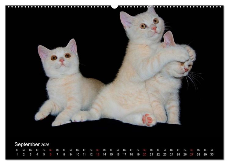 Produktbild: Britisch Kurzhaar Katzen (hochwertiger Premium Wandkalender 2026 DIN A2 quer), Kunstdruck in Hochglanz