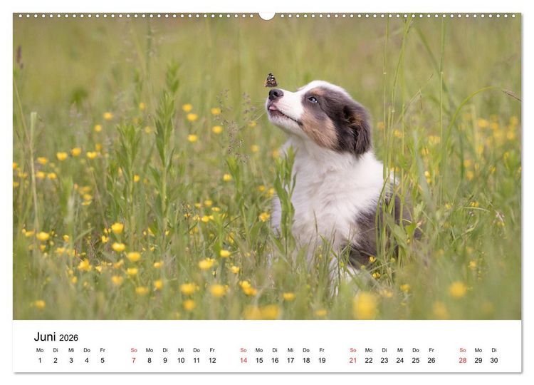 Produktbild: Border Collie - Bunt und clever! (hochwertiger Premium Wandkalender 2026 DIN A2 quer), Kunstdruck in Hochglanz