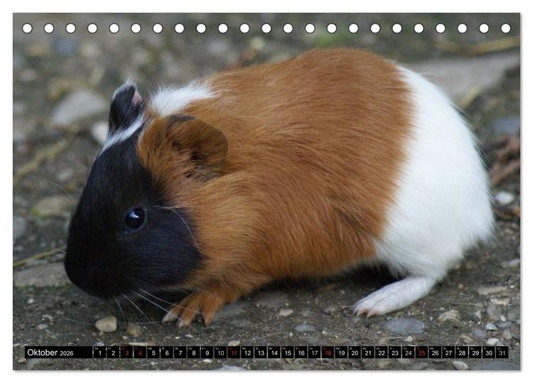 Produktbild: Kuschelige Meerschweinchen (Tischkalender 2026 DIN A5 quer), CALVENDO Monatskalender