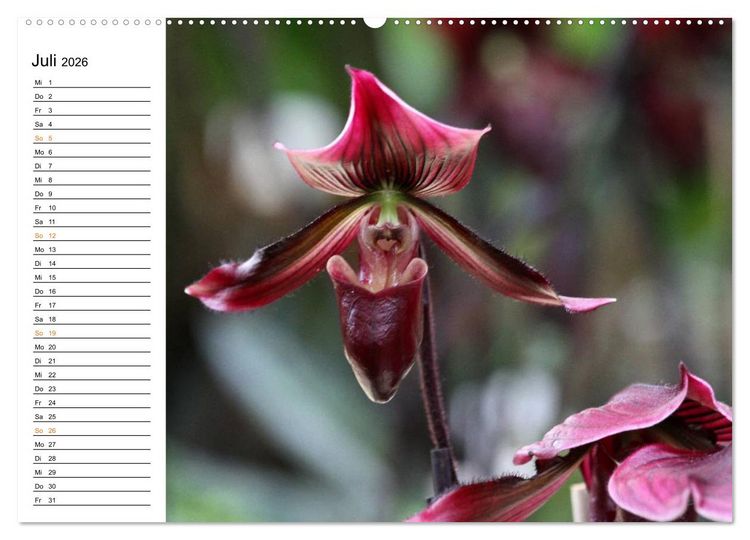 Produktbild: Prachtvolle Orchideen (Wandkalender 2026 DIN A2 quer), CALVENDO Monatskalender
