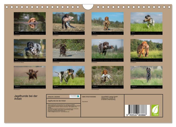 Produktbild: Jagdhunde bei der Arbeit (Wandkalender 2026 DIN A4 quer), CALVENDO Monatskalender