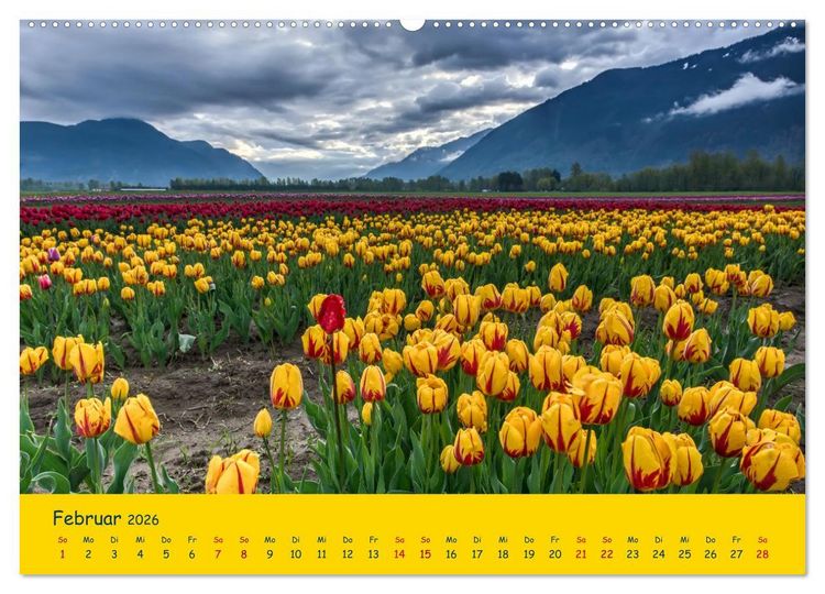 Produktbild: Tulpentraum (Wandkalender 2026 DIN A2 quer), CALVENDO Monatskalender