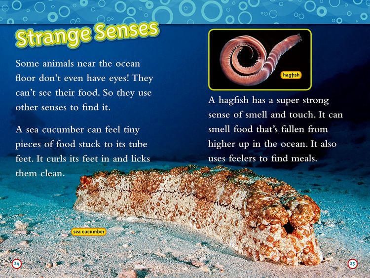 Produktbild: Weird Sea Creatures