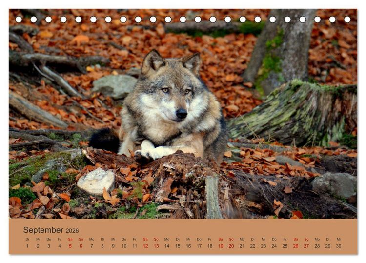 Produktbild: Begegnungen DER WOLF (Tischkalender 2026 DIN A5 quer), CALVENDO Monatskalender